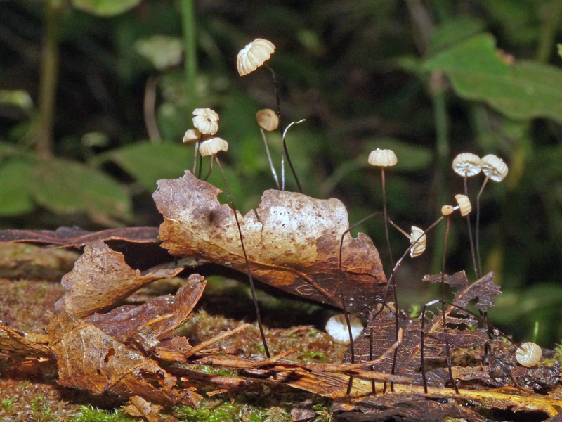 Marasmius bulliardi